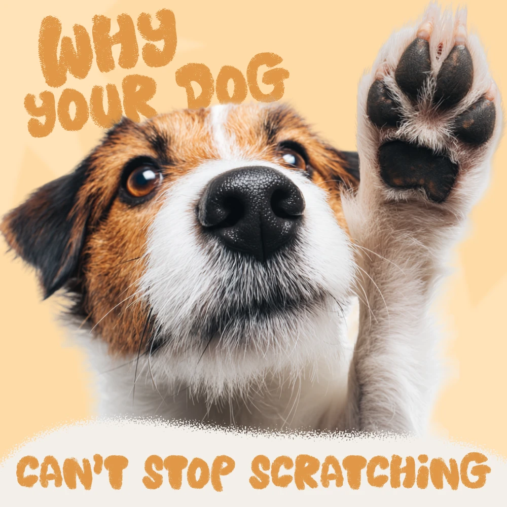 Why Your Dog Won't Stop Scratching: Causes & Relief