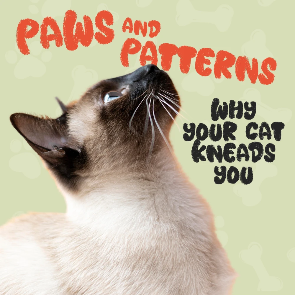 Why Cats Knead You: What Their Paws May Mean