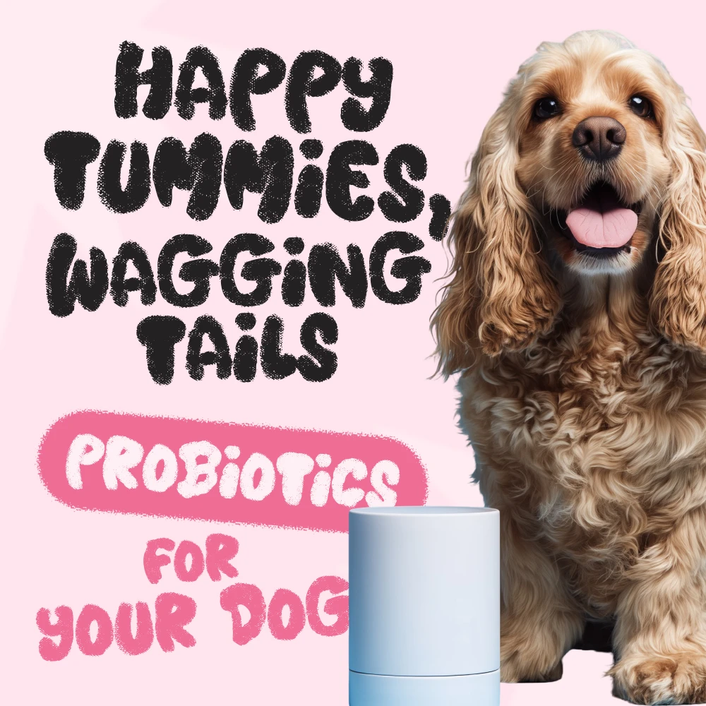 Does Tail Wagging Always Mean Happiness?